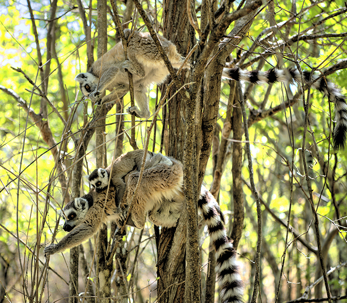 Ring Tails carrying baby